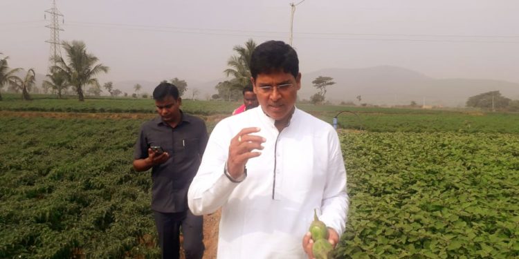 ପରିବା କ୍ଷେତରେ କୃଷି ମନ୍ତ୍ରୀ : କୋବି, ବାଇଗଣ କିଣିଲେ ଅରୁଣ