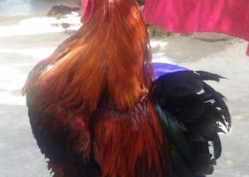 ଚାରିଆଡ଼େ କୋକୁଆ ଭୟ ବାର୍ଡ ଫ୍ଲୁ : କୁକୁଡ଼ା ମରା ଅଭିଯାନ ଆଜିଠୁ