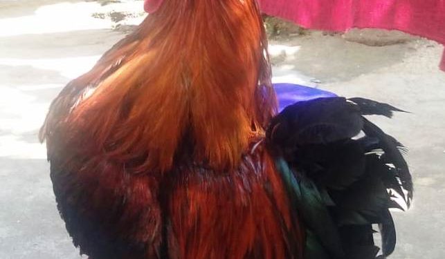 ଚାରିଆଡ଼େ କୋକୁଆ ଭୟ ବାର୍ଡ ଫ୍ଲୁ : କୁକୁଡ଼ା ମରା ଅଭିଯାନ ଆଜିଠୁ