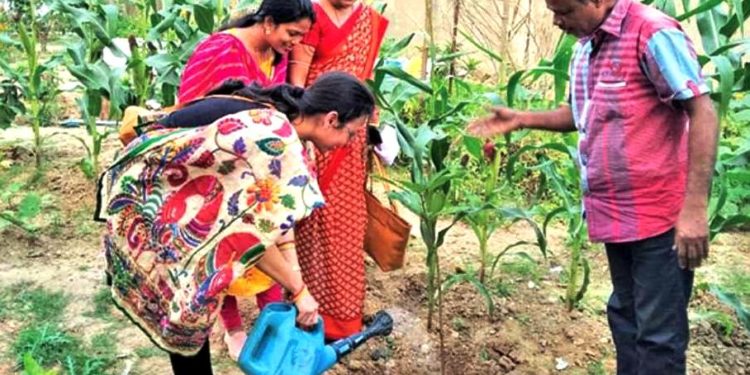 କୋରାଇ ବ୍ଲକପରିସରରେ ବିଡିଓଙ୍କ ଦ୍ୱାରା ଚାରାରୋପଣ