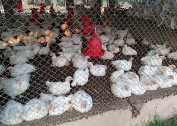 ରଣପୁର ବଜାରରେ କୁକୁଡ଼ା ହରେକ ମାଲ ପରି ଗୋଟାକୁ ୧୦ ଟଙ୍କା