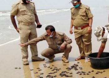 ଚୌମୁଖ ବେଳାଭୂମିରୁ ୧୦୮ ଅଲିଭ ରିଡ୍ଲେ କଇଁଛ ଶାବକ ଉଦ୍ଧାର