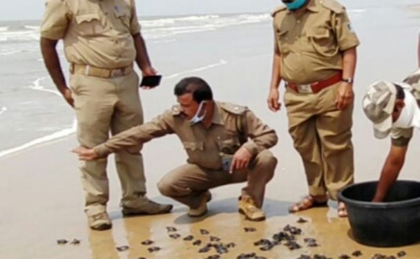 ଚୌମୁଖ ବେଳାଭୂମିରୁ ୧୦୮ ଅଲିଭ ରିଡ୍ଲେ କଇଁଛ ଶାବକ ଉଦ୍ଧାର