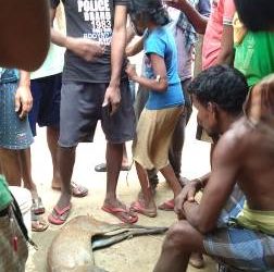 ତୁଳତିରୁ ମୃତ କୁଟୁରା ଉଦ୍ଧକଲା ବନବିଭାଗ ; ଜଣେ ଅଟକ, ସହଯୋଗୀ ଫେରାର – କୋରାଇ