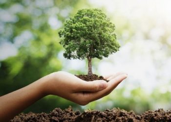 ଓଡ଼ିଶା ସମେତ ଅନ୍ୟାନ୍ୟ ରାଜ୍ୟରେ ୫ ଲକ୍ଷ ଫଳ ଗଛ ଲଗାଇବା ପାଇଁ ଯୋଜନା –  ଭୁବନେଶ୍ୱର