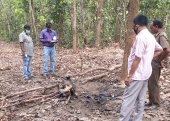 ବେତୁଲି ଓ ଶଙ୍ଖଯୋଡି ସୀମାରେ  ହାତୀ ଛୁଆ ର ଗଳିତ ଶବ ଉଦ୍ଧାର