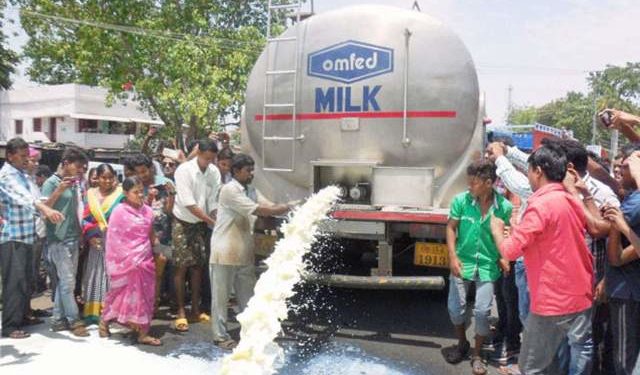 ଲକଡ଼ାଉନ : ସଙ୍କଟରେ ଦୁଗ୍ଧ ଚାଷୀ –  ହିଞ୍ଜିଳିକାଟୁ,