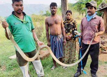 ଚାଷୀଙ୍କ ଘରୁ 10 ଫୁଟ ଅହିରଜ ସାପ ଉଦ୍ଧାର  – ରଣପୁର