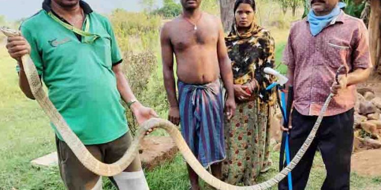 ଚାଷୀଙ୍କ ଘରୁ 10 ଫୁଟ ଅହିରଜ ସାପ ଉଦ୍ଧାର  – ରଣପୁର