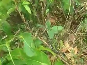 ବାଲେଶ୍ୱରକୁ ଆସିଲେ ପଙ୍ଗପାଳ : ନଷ୍ଟ କଲେଣି ବ୍ୟାପକ ଗଛପତ୍ର, ଲୋକେ ଭୟଭୀତ