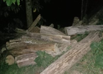 ମାହାଙ୍ଗା ତହସିଲ ଅଂଚଳରେ ବଢୁଛି ବେଆଇନ ଗଛ କଟା ଓ ମାଟି ଚାଲାଣ, କଟକ