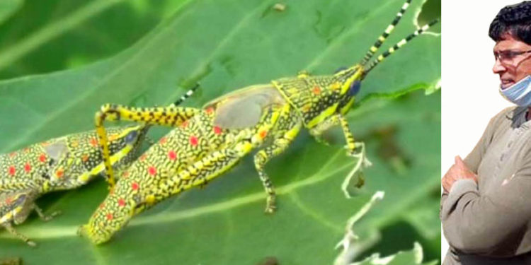 ଓଡ଼ିଶାକୁ ପଙ୍ଗପାଳ ବିପଦ ନାହିଁ ବୋଲି କହି ହେବନି : ଛତିଶଗଡ଼ ସୀମାନ୍ତରେ ଅଛନ୍ତି – ମନ୍ତ୍ରୀ ଡ଼.ଅରୁଣ କୁମାର ସାହୁ