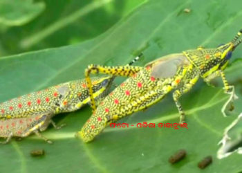 ଗଜପତି ଜିଲ୍ଲାର ସୀମାନ୍ତରେ ଥିବା ଆନ୍ଧ୍ରପ୍ରଦେଶ ର ମେଲିଆପୂଟି ଗ୍ରାମ ନିକଟରେ ପଙ୍ଗପାଳ ପୋକ ର ପ୍ରବେଶ – ପାରଳଖେମୁଣ୍ଡି,ଗଜପତି