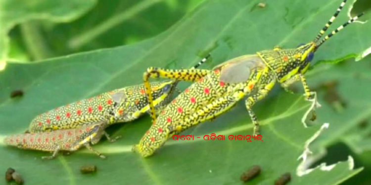 ଗଜପତି ଜିଲ୍ଲାର ସୀମାନ୍ତରେ ଥିବା ଆନ୍ଧ୍ରପ୍ରଦେଶ ର ମେଲିଆପୂଟି ଗ୍ରାମ ନିକଟରେ ପଙ୍ଗପାଳ ପୋକ ର ପ୍ରବେଶ – ପାରଳଖେମୁଣ୍ଡି,ଗଜପତି