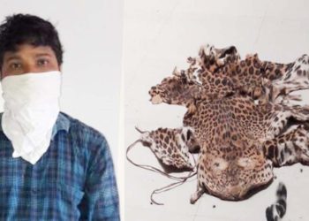 ରଣପୁର ଜାମୁଗଣ୍ଡ ଅଞ୍ଚଳ ରୁ ଦୁଇଟି ବାଘ ଛାଲ ଜବତ – ଦୁଇ ଜଣ ଗିରଫ