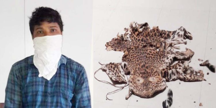 ରଣପୁର ଜାମୁଗଣ୍ଡ ଅଞ୍ଚଳ ରୁ ଦୁଇଟି ବାଘ ଛାଲ ଜବତ – ଦୁଇ ଜଣ ଗିରଫ