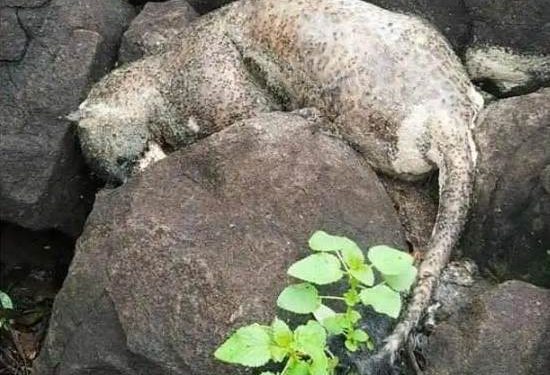 ସମ୍ବଲପୁର ଜିଲ୍ଲାରେ ଚିତା ବାଘର ମୃତ ଦେହ ଉଦ୍ଧାର