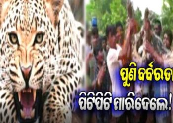 ଆସାମରେ ଏକ ଚିତାବାଘକୁ ପିଟି ପିଟି ମାରିଦେଲେ ସ୍ଥାନୀୟ ଲୋକ – ୬ ଜଣଙ୍କୁ ଗିରଫ