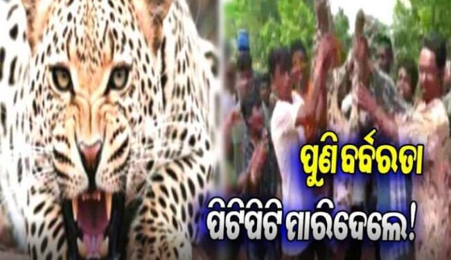 ଆସାମରେ ଏକ ଚିତାବାଘକୁ ପିଟି ପିଟି ମାରିଦେଲେ ସ୍ଥାନୀୟ ଲୋକ – ୬ ଜଣଙ୍କୁ ଗିରଫ