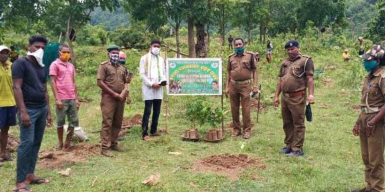 ମହେନ୍ଦ୍ର ଗିରି ବନାଞ୍ଚଳ ପକ୍ଷରୁ ୭୧ତମ ବନ ମହୋତ୍ସବ  ପାଳନ