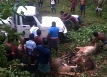 ବେଆଇନ ଗୋରୁ ଚାଲାଣବେଳେ ଓଲଟୀଲା ପିକଅପ ଭ୍ୟାନ, ଚାଳକ ଅଟକ