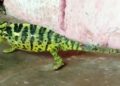 ପାରଳାଖେମୁଣ୍ଡି ନୂଆଁ ବସ ଷ୍ଟାଣ୍ଡରେ ବନ ବିଭାଗ ଦ୍ବାରା ଏକ ବିରଳ ଏଣ୍ଡୁଅ ଉଦ୍ଧାର