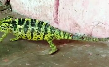 ପାରଳାଖେମୁଣ୍ଡି ନୂଆଁ ବସ ଷ୍ଟାଣ୍ଡରେ ବନ ବିଭାଗ ଦ୍ବାରା ଏକ ବିରଳ ଏଣ୍ଡୁଅ ଉଦ୍ଧାର