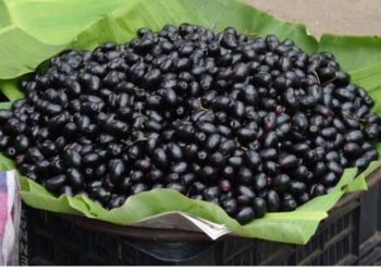 ଜାମୁକୋଳି ଦେହ ପାଇଁ ଖୁବ୍‌ ଉପକାରୀ ହୋଇଥାଏ ।