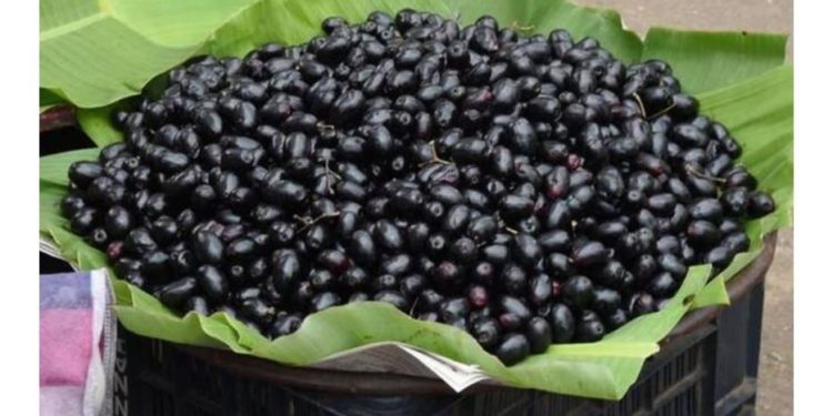 ଜାମୁକୋଳି ଦେହ ପାଇଁ ଖୁବ୍‌ ଉପକାରୀ ହୋଇଥାଏ ।