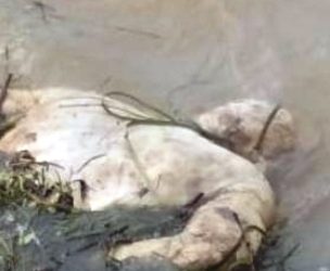 ମହାନଦୀ ର କଖଡି ଠାରେ ପାଣିରେ ଭାସୁଛି ମୃତ ଦେହ, ହତ୍ୟା ସନ୍ଦେହ