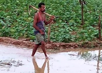 ଟଳିଛି ବନ୍ୟା, କମିଛି ପାଣି ହେଲେ ୧୦ହଜାର ହେକ୍ଟର ଚାଷଜମି ଜଳମଗ୍ନ  ପାଣିରେ ପଚିଲା କ୍ଷେତ, ଚାଷୀ ମୁଣ୍ଡରେ ହାତଦେଇ ବସିଛି ସହକାରୀ ସହାୟତା ପାଇଁ ଦାବି