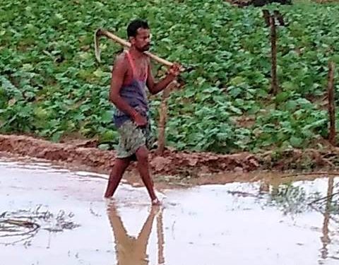 ଟଳିଛି ବନ୍ୟା, କମିଛି ପାଣି ହେଲେ ୧୦ହଜାର ହେକ୍ଟର ଚାଷଜମି ଜଳମଗ୍ନ  ପାଣିରେ ପଚିଲା କ୍ଷେତ, ଚାଷୀ ମୁଣ୍ଡରେ ହାତଦେଇ ବସିଛି ସହକାରୀ ସହାୟତା ପାଇଁ ଦାବି
