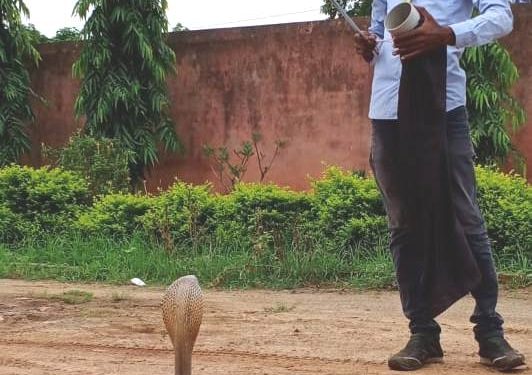 ସ୍ନେକ ହେଲ୍ପଲାଇନ ଦ୍ୱାରା ପାଟୁଳିରୁ ବିଷଧର ସର୍ପ ଉଦ୍ଧାର
