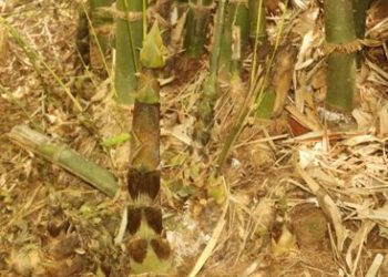 କରଡ଼ି ନେବ ମାଆ କରଡି : ମାଆ କଁଅଲିଆ  କରଡିି ।।…..