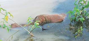 ପାଣିରେ ଭାସୁଛି ବସ୍ତାରେ ବନ୍ଧା ଶବ –   ଢେଙ୍କାନାଳ