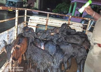 ନୟାଗଡ : ଈଟାମାଟି ପୋଲିସର ପେଟ୍ରୋଲିଂ ସମୟରେ – ଚୋରା ଛେଳି ଗାଡି ଜବତ