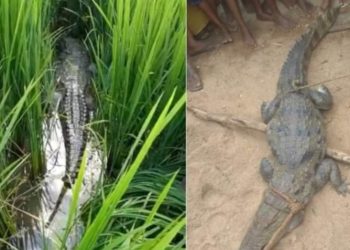 ହିଞ୍ଜିଳିକାଟୁ : ଧାନ ବିଲରେ ଥିଲା କୁମ୍ଭୀର