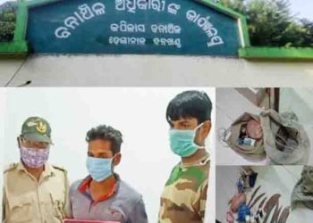 କପିଳାସ ବନାଞ୍ଚଳ ଅଧିକାରୀଙ୍କ ବଡ଼ ସଫଳତା ; ଶିକାରୀ ଗିରଫ – ବହୁ ଅସ୍ତ୍ରଶସ୍ତ୍ର ଓ ସରଞ୍ଜାମ ସହ ମୟୁରପକ୍ଷୀ ଏବଂ ଝିଙ୍କ କାଠି ଜବତ