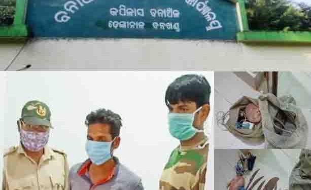 କପିଳାସ ବନାଞ୍ଚଳ ଅଧିକାରୀଙ୍କ ବଡ଼ ସଫଳତା ; ଶିକାରୀ ଗିରଫ – ବହୁ ଅସ୍ତ୍ରଶସ୍ତ୍ର ଓ ସରଞ୍ଜାମ ସହ ମୟୁରପକ୍ଷୀ ଏବଂ ଝିଙ୍କ କାଠି ଜବତ