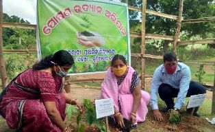 କୁଦିଆରୀ ପ୍ରାଥମିକ ବିଦ୍ୟାଳୟରେ ପୋଷଣ ଉଦ୍ୟାନ ଅଭିଯାନ