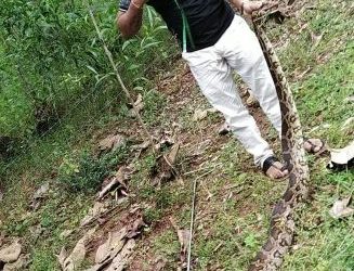 ୯ ଫୁଟର ଅଜଗର ସାପ ଉଦ୍ଧାର
