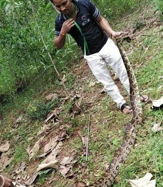 ୯ ଫୁଟର ଅଜଗର ସାପ ଉଦ୍ଧାର