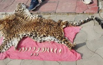 ବରଗଡ଼ ଭଟଲି ଛକ ନିକଟରେ ବାଘ ଛାଲ , ନଖ ଜବତ , ୩ ଅଟକ