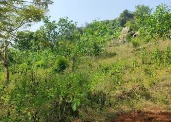 ବୃକ୍ଷ ରୋପଣ ନାମରେ ଠକେଇ, କାମ ନ କରି ଲୋକକଂ ଆକାଉଣ୍ଟ୍ କୁ ଯାଉଛି ଟଙ୍କା।ବିବାଦରେ ଛନ୍ଦି ହେଲେ ବନବିଭାଗ ଅଧିକାରୀଣୀ  