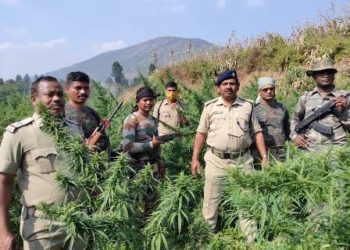 ଗୁମୀଗୁଡ଼ା ଗ୍ରାମରେ ଅବକାରୀ, ରାଜସ୍ବ ଓ ବନ ବିଭାଗର ମିଳିତ  ଚଢ଼ାଉ ରେ ୬୧.୫୭୭ ଲକ୍ଷ ଏକର ଜମିରେ ଚାଷ ହୋଇ ଥିବା ଗଞ୍ଜେଇ ଗଛ କୁ ପଡୁଥିବା ବେଳେ ଅଭିଯୁକ୍ତ ଗିରଫ