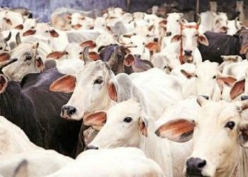 ମୋହନା ବ୍ଲକ ର ବିଭିନ୍ନ ସ୍ଥାନରେ ବୃଦ୍ଧି ପାଇବାରେ ଲାଗିଛି ଗୋ ହତ୍ୟା ; ଆଇନ ଅଛି ଦଣ୍ଡ ବିଧାନ ବି ଅଛି – ଆଇନ କୁ ଆଖି ଠାର , ନିଆଯାଉନି କାର୍ଯ୍ୟାନୁଷ୍ଠାନ