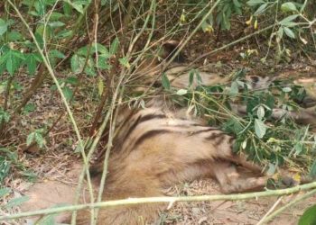 ଚାଷ ଜମିରୁ ହେଟାବାଘର ମୃତଦେହ ଉଦ୍ଧାର