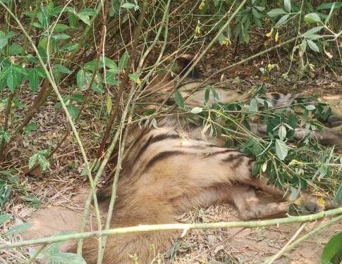 ଚାଷ ଜମିରୁ ହେଟାବାଘର ମୃତଦେହ ଉଦ୍ଧାର