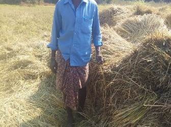 କଳାହାଣ୍ଡି : ନର୍ଲା ବନାଞ୍ଚଳରେ ହାତୀ ଉପଦ୍ରବ ; ଚାଷୀ ମହଳରେ ଛନକା