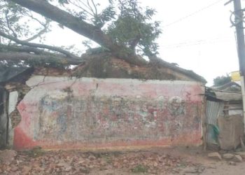 ଘର ଉପରେ ପଡ଼ିଲା ବିରାଟ ଗଛ, ଚାପିହୋଇ ରହିଗଲେ ଲୋକେ